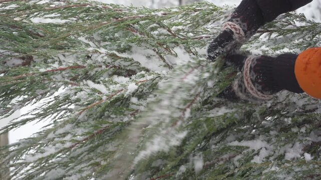 Man hands in winter gloves shaking fresh snow off evergreen tree branches, Gardener cleaning winter snow from green coniferous tree branche