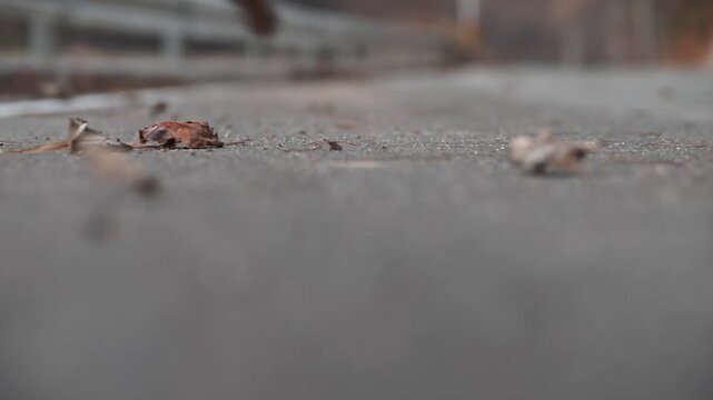 Dry Leaves Blowing Across Asphalt Road in Wind.
Close-up ground level view of dry autumn leaves blowing across an empty asphalt road in strong wind. Lonely and atmospheric autumn scene.