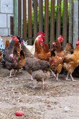 Group of free-range chickens in a rural farmyard, healthy poultry flock for farming, agriculture and food production  © Iryna