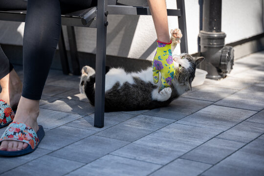 shot captures a gray and white cat attacking a yellow glove worn by a gardener, questioning if the behavior is simple play or ancient hunting instinct