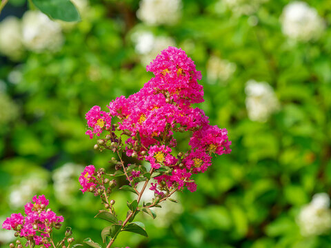 Lagerstroemia indica 'Rose Indien' - Lilas des Indes ou Myrte de cr&ecirc;pe, arbuste &agrave; fleurs aux p&eacute;tales ondul&eacute;s rose vif group&eacute;s en panicules au bout de tiges au feuillage oval vert mat ou brillant
