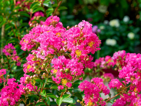 Lagerstoemia indica- Lilas des Indes ou Myrte de cr&ecirc;pe. El&eacute;gant arbuste aux abondantes fleur rose vif  illumin&eacute;es d'&eacute;tamines jaune or en panicules &agrave; l'extr&ecirc;mit&eacute; de tiges au feuillage oval vert mat

