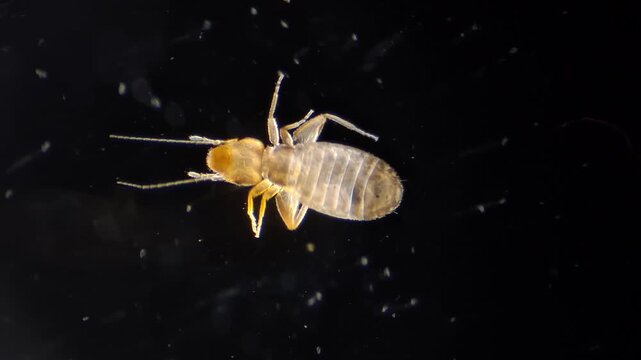 Extreme macro video of a booklice (psocid / Psocoptera) under microscope on black background 