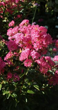 (Lagerstroemia indica) Lilas des Indes. Arbuste buissonnant &agrave; fleurs &agrave; p&eacute;tales ondul&eacute;s et cr&eacute;pus rose en panicules denses au bout de tiges dress&eacute;es brun-rouge se courbant gracieusement dans le vent
