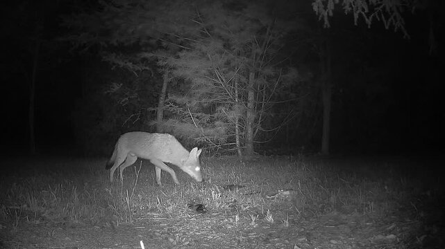 A cautious nocturnal coyote visits a nighttime bait site and grabs a piece of meat before reacting to the infrared camera illumination and retreating rapidly into the surrounding darkness.