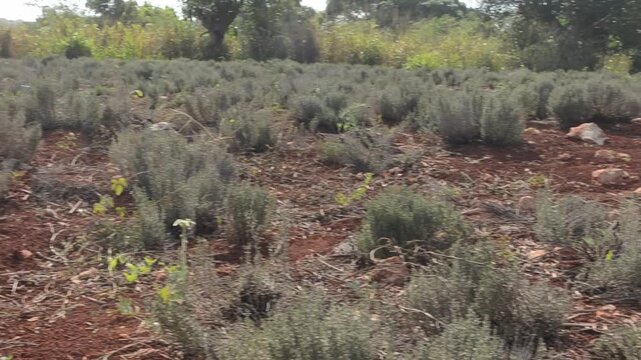 Dying Thyme Field From Severe Drought