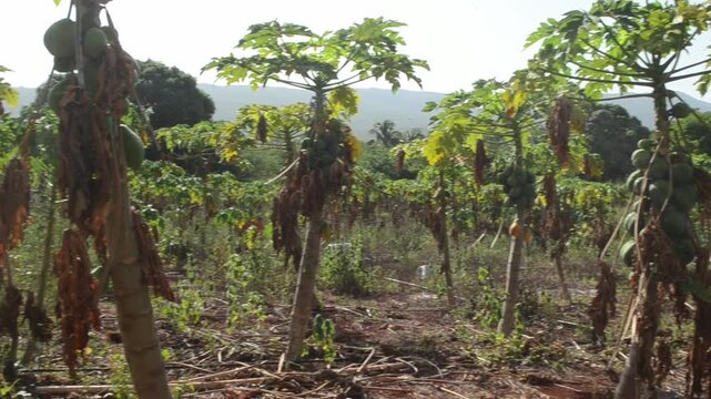 Severe Drought Effect On Papaya Crop