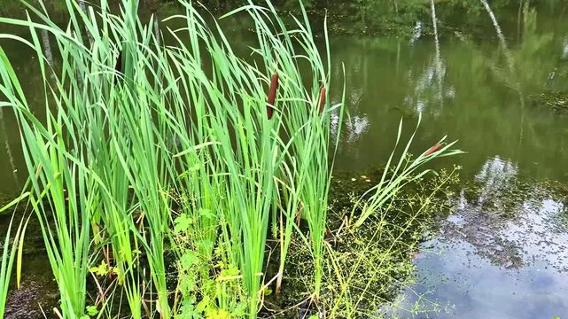 Along pond shore, tall green cattails with dark brown seed heads sway in wind, their reflections are mirrored in still water, creating serene picture of wetland.