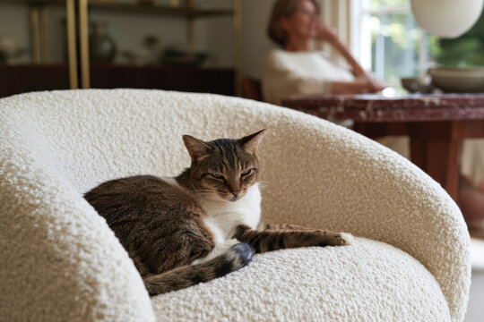 An adorable tabby cat peacefully resting on a luxurious armchair, bringing a sense of charm and liveliness to the sophisticated living area filled with character and style.