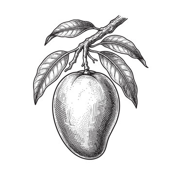 Fresh mango fruit on woody tree branch vintage engraving botanical style illustration