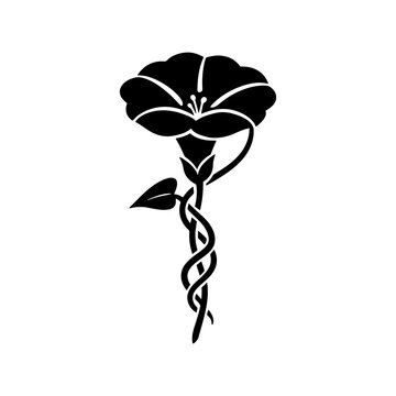 Morning glory flower silhouette on a white background botanical illustration for design projects