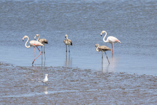 Greater flamingos and young wading in tagus river