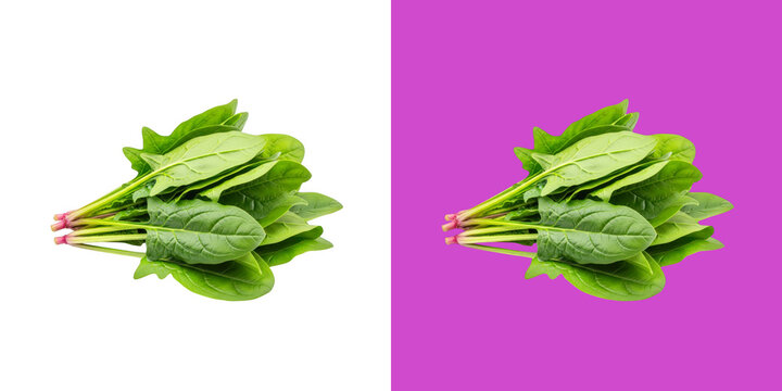 Fresh organic green spinach leaves vegetable bunch photo for healthy cooking transparent png