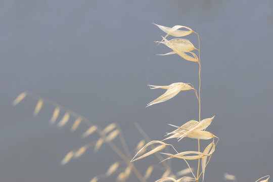 Wild oats growing in nature with soft focus