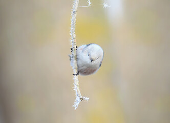 Long-tailed Tit (Aegithalos caudatus) clinging to a thin, frost-covered vertical vine, peeking forward with a cute posture. © VOLODYMYR KUCHERENKO