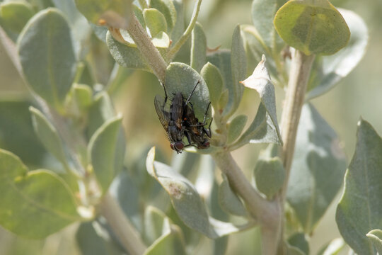 Flies mating on a green plant leaf in nature