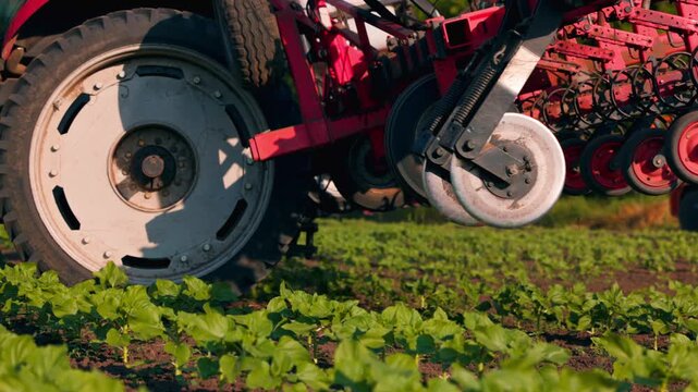 Agricultural Inter-row cultivator performing mechanical cultivation and weed control between rows of young sunflower plants in an agricultural field during the early growing season. slow motion video