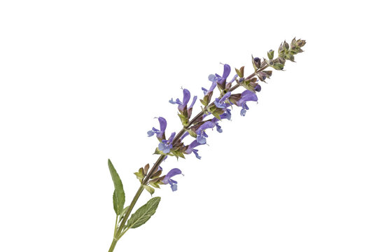 Single stem of purple salvia flower with green leaves on white background, isolated on a, transparent background