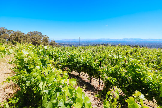 Elevated view of grapevines and vineyard overlooking Silicon Valley in California