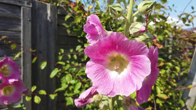 Pink hollyhock flower blossoms with bee in the garden