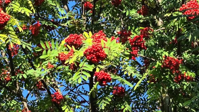 Clusters of bright red rowan berries on leafy green branches against blue sky, vibrant botanical display, autumnal plant texture, natural berry abundance.