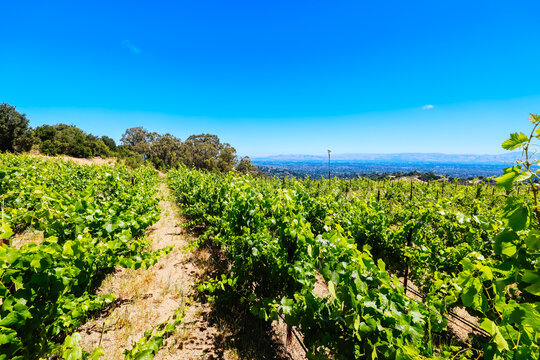 Scenic view across rows of grapevines at Mountain Winery in Saratoga California