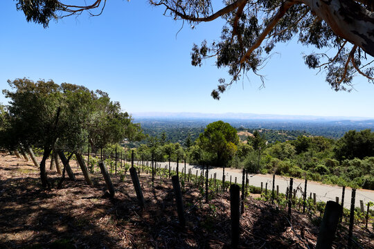 Rows of grapevines at Mountain Winery Saratoga California with valley view under blue sky