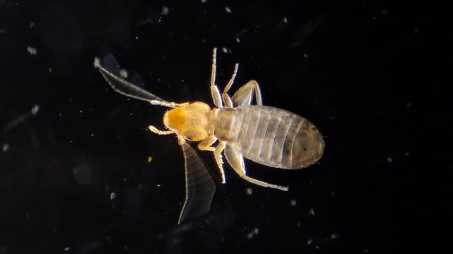 Extreme macro video of a booklice (psocid / Psocoptera) under microscope on black background 