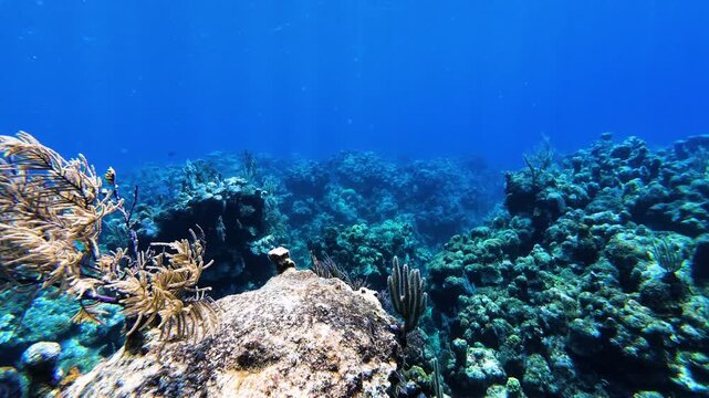Gorgonian Sea Fan on a Caribbean Coral Reef in Roat&aacute;n Honduras