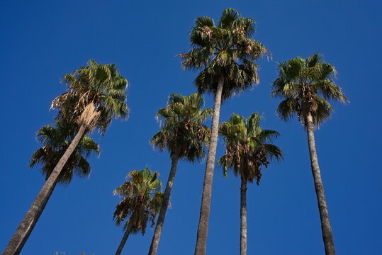 Palme