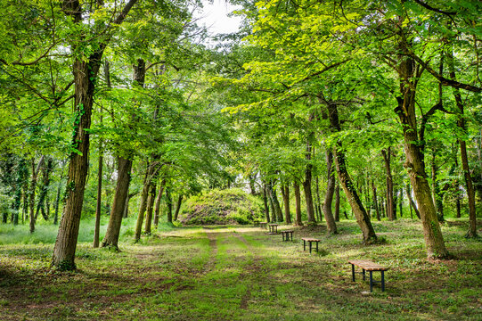 For&ecirc;t et bancs