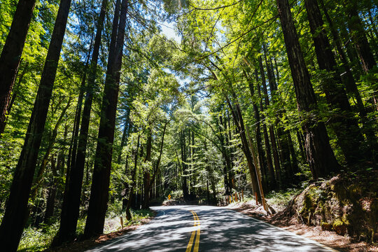 Driving along a winding road through a dense Redwood forest in Santa Cruz County California