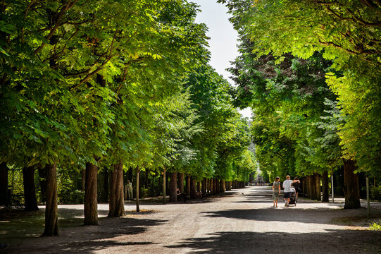 Jolie all&eacute;e d'arbre dans un parc