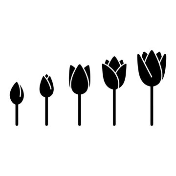 Tulip growth stages silhouette set on a white background floral development illustration