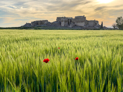 A wide horizontal shot of a medieval stone castle towering over a vibrant green wheat field featuring blooming red poppies under a cloudy sunset sky.