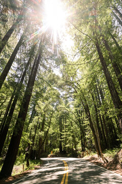 Winding road through a dense forest of towering coast redwood trees in California USA