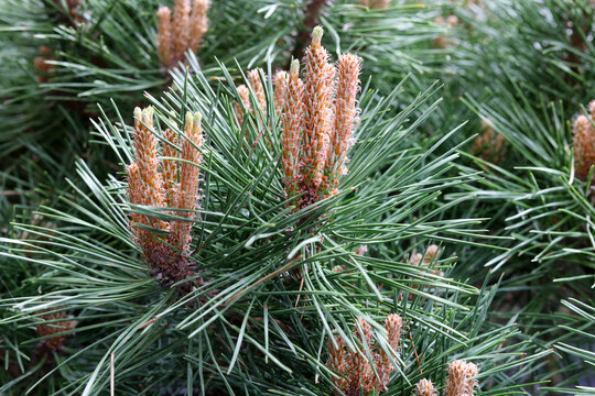 New Pine Tree Shoots