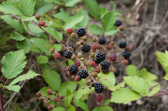 Brombeere