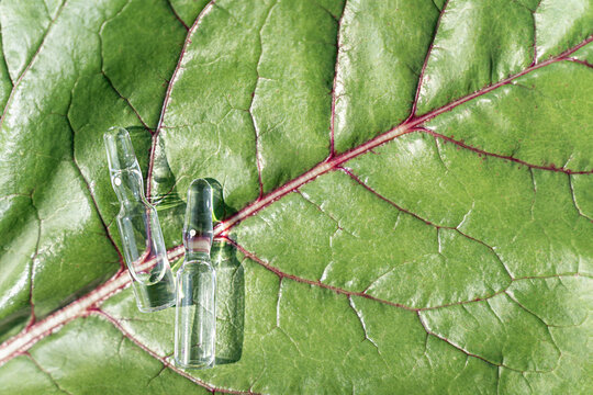 Ampoules with clear solution against background of beet leaf with network of burgundy veins resembling blood vessels. Concept of hematology, anemia treatment, vascular therapy, naturopathy
