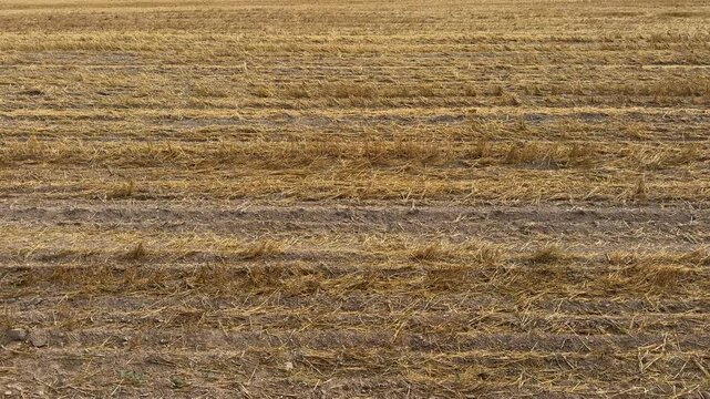 Rows of golden cut straw and dark soil in a harvested agricultural field. farming, harvest, rural, nature, autumn
