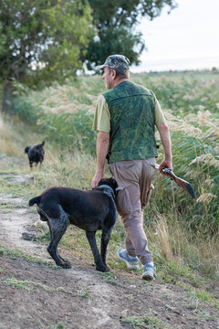 A hunter with a gun and his pet dogs. A spaniel and a german wirehaired pointer drathaar in search of a pheasant.