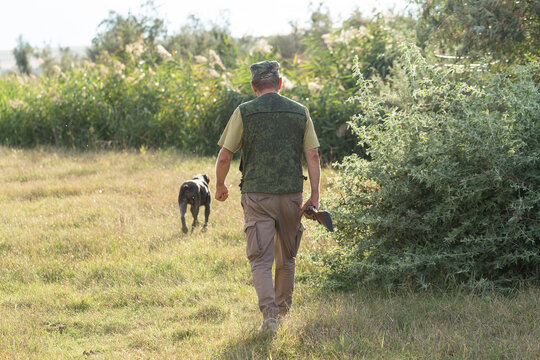 A hunter with a gun and his pet dogs. A spaniel and a german wirehaired pointer drathaar in search of a pheasant.