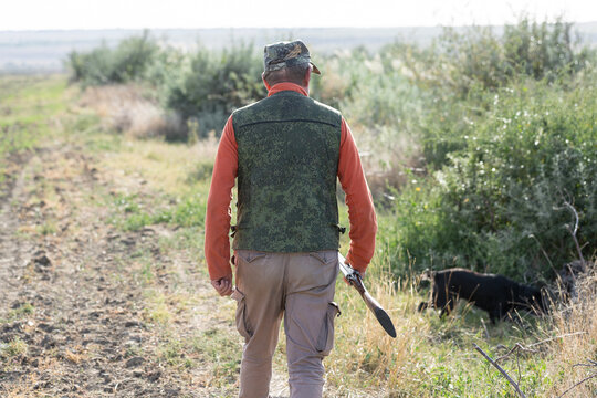 A hunter with a gun and his pet dogs. A spaniel and a german wirehaired pointer drathaar in search of a pheasant.