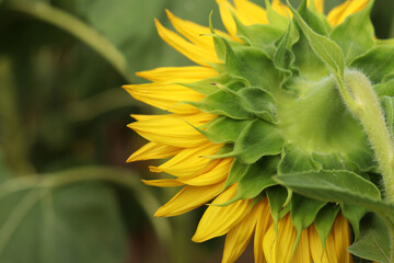 Sunflower from behind on a blurred green background. Yellow sunflower flower close-up. Macro photo of sunflower petals on a summer day. Close-up of a blooming sunflower with bright yellow petals © Mariia