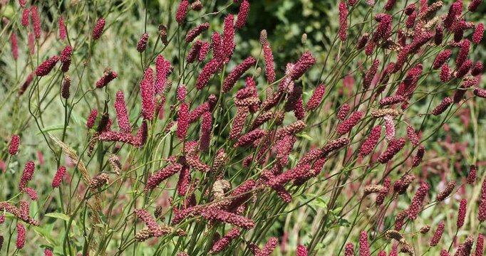 Sanguisorba tenuidolia 'Purpurea' | Sanguisorbe pourpre - Pimprenelle &agrave; fines feuilles pourpre - Poterium . Elegants &eacute;pis en forme de goupillons rouge-bordeaux se ployant gracieusement sous le vent

