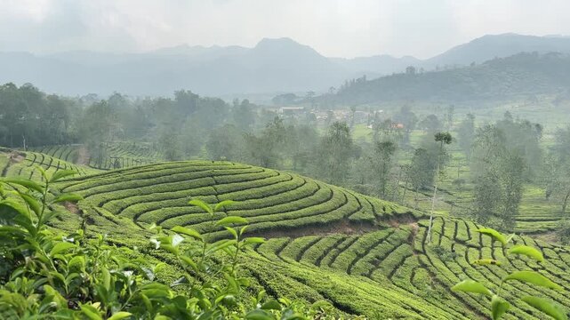 Vast expanses of tea plantations, thriving tea bushes, freshly harvested tea fields, and neatly arranged tea leaves.
