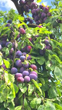 Harvesting ripe plums in a sunny orchard during summer in the countryside