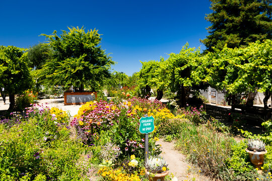 Organic farm garden with colorful flowers and grapevines on arbor in Escalon California