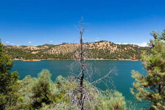 Scenic landscape of New Melones Lake and hills in Tuolumne County California with dead pine tree foreground