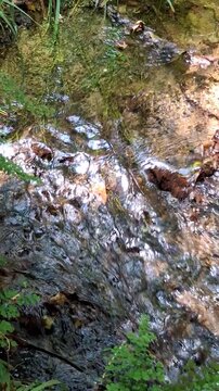 Peaceful forest river during the fall season